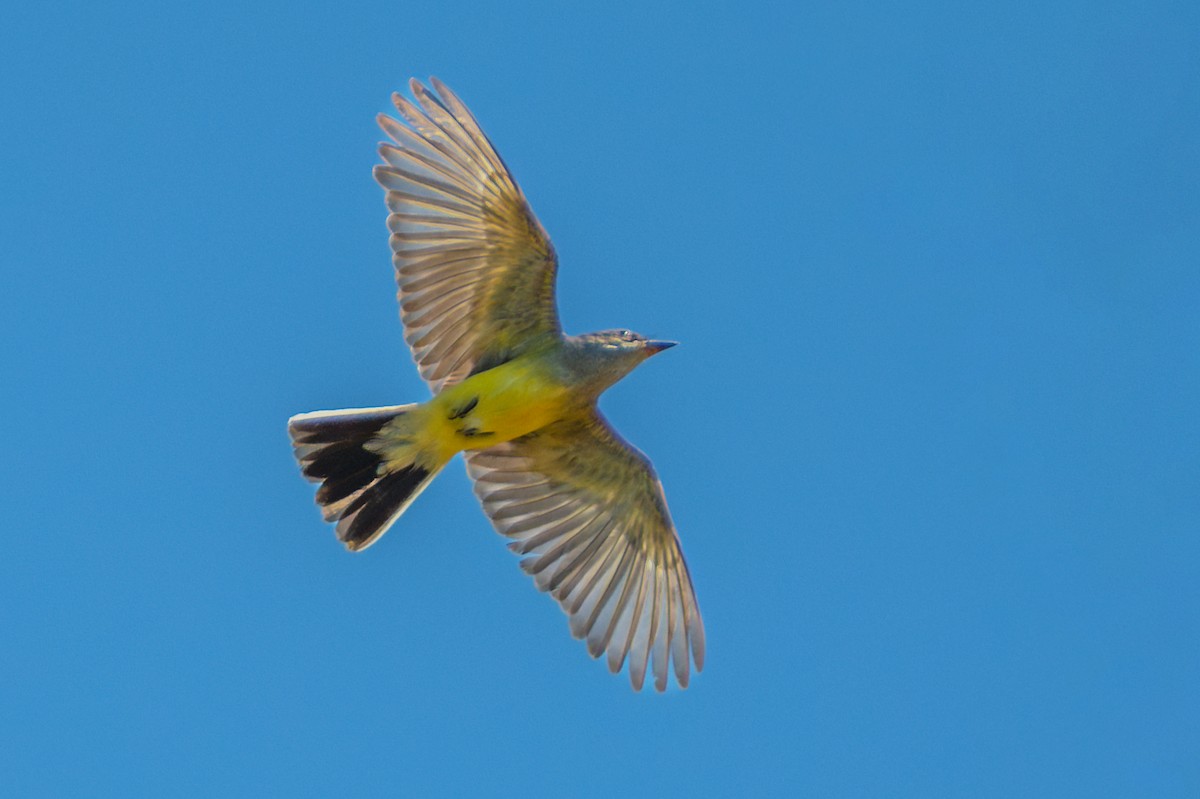 Western Kingbird - ML645517918