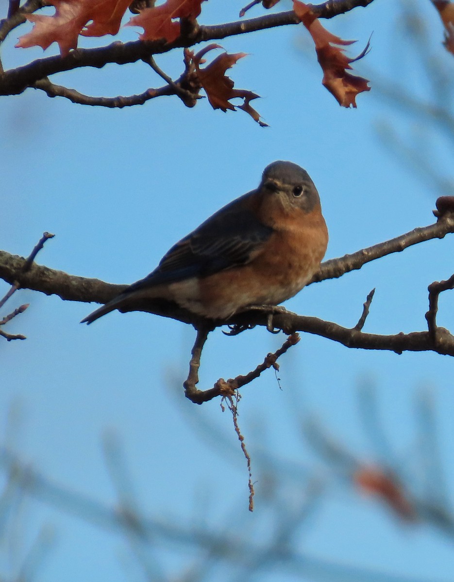 Eastern Bluebird - ML645517923