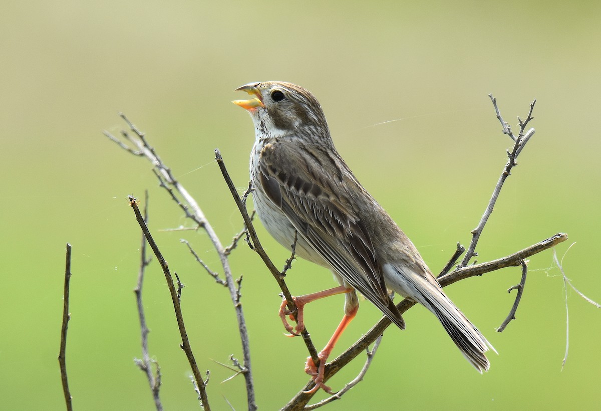 גיבתון עפרוני - ML645517933