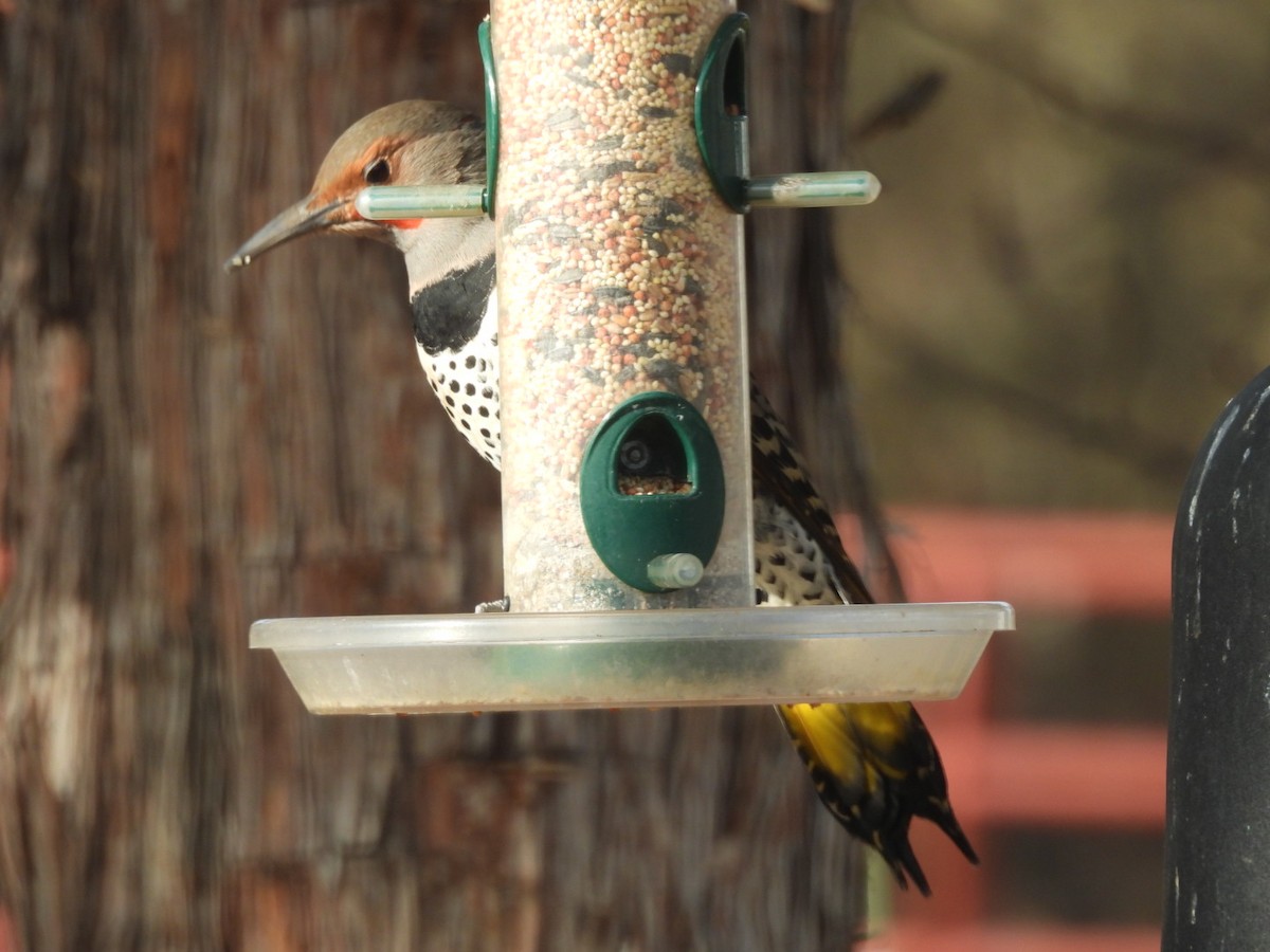 Northern Flicker (Yellow-shafted x Red-shafted) - ML645517938