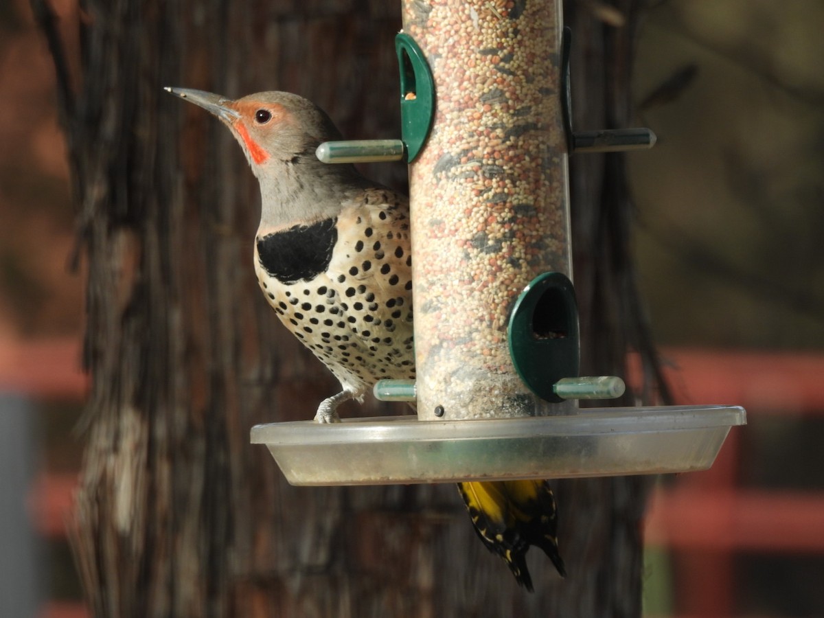 Northern Flicker (Yellow-shafted x Red-shafted) - ML645517939