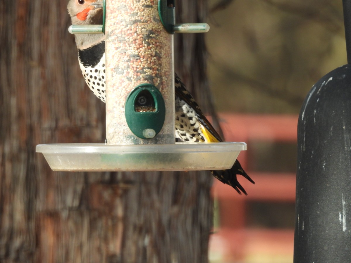 Northern Flicker (Yellow-shafted x Red-shafted) - ML645517940