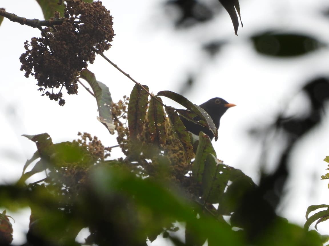 Guatemaladrossel - ML645517947