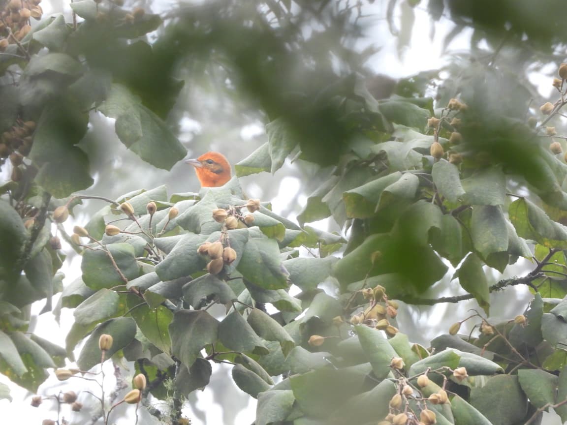 Flame-colored Tanager - ML645517957