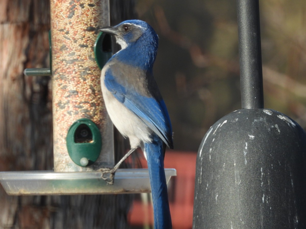 California Scrub-Jay - ML645517971