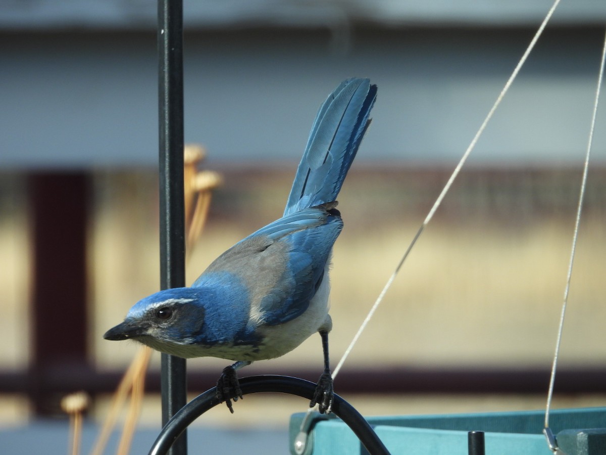 California Scrub-Jay - ML645517972