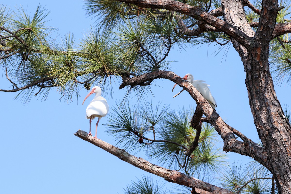 White Ibis - ML645517979