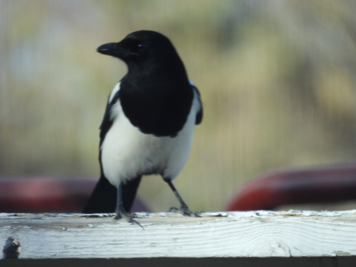 straka americká - ML645517988