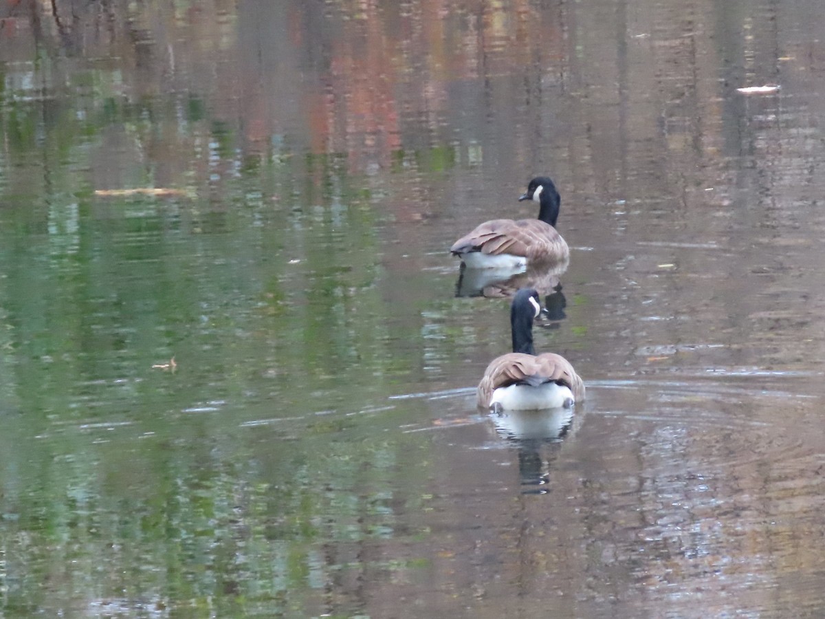 カナダガン - ML645517989