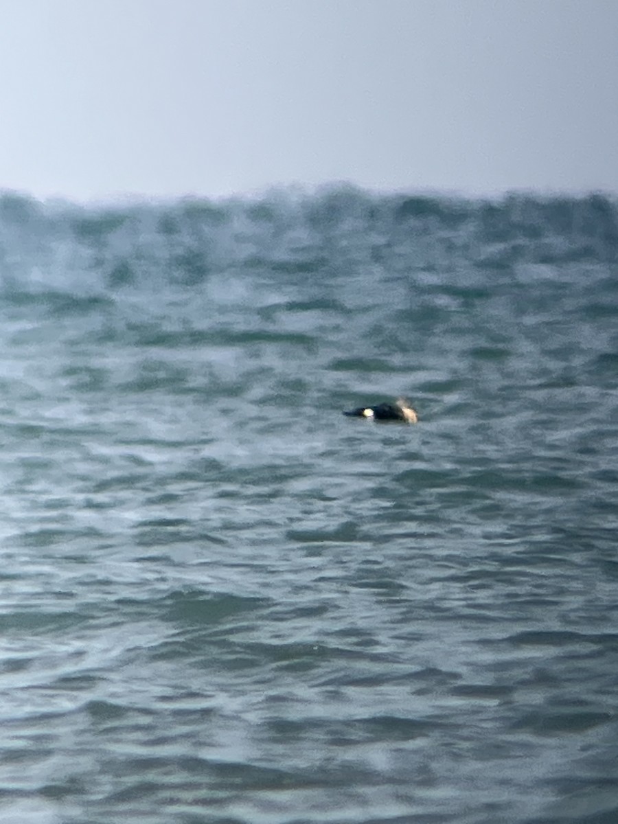 King Eider - ML645517996