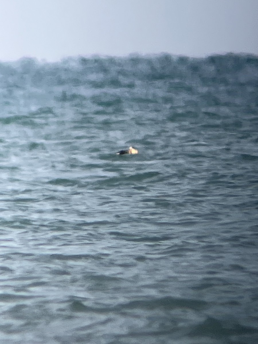 King Eider - ML645517997