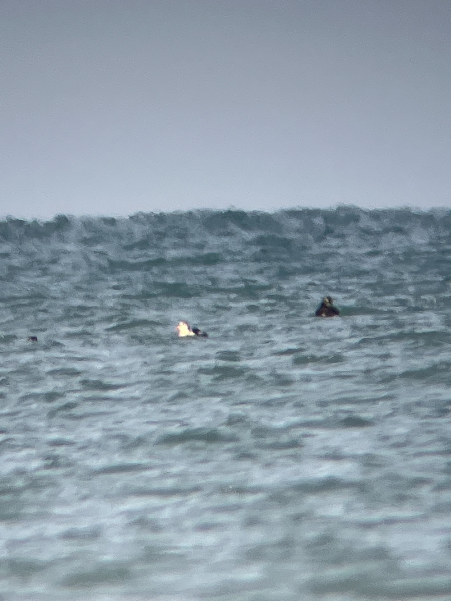 King Eider - ML645517999