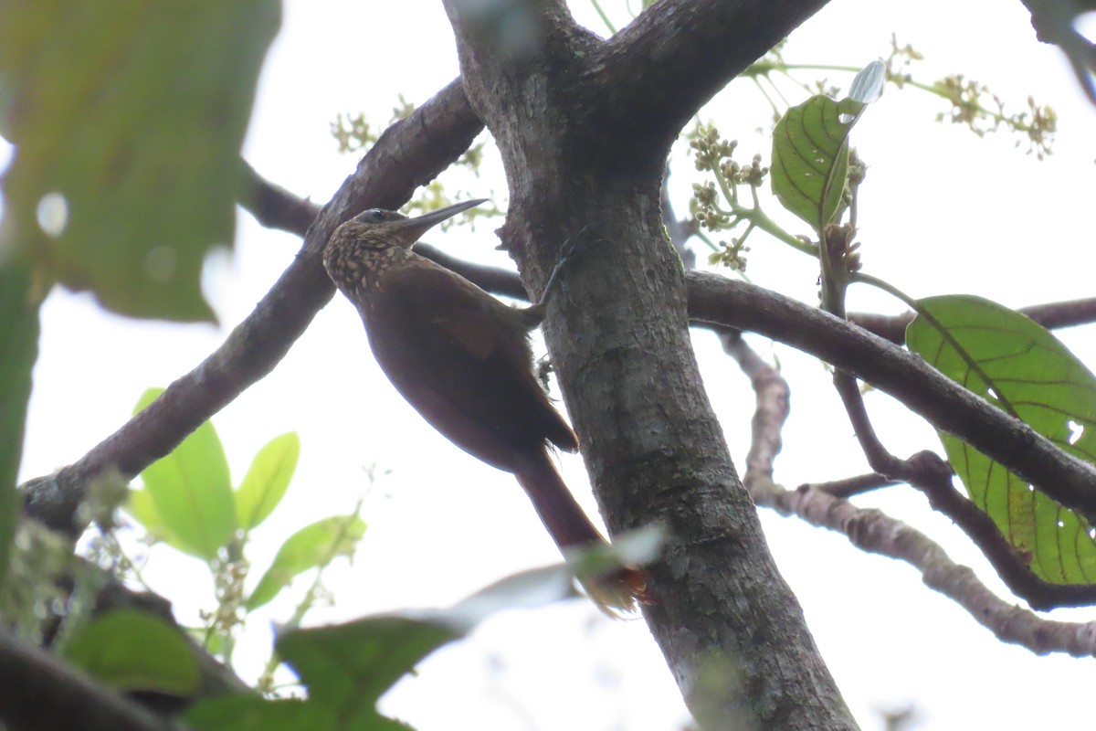 Cocoa Woodcreeper - ML645518005