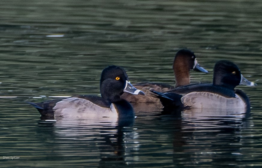 Ring-necked Duck - ML645518010