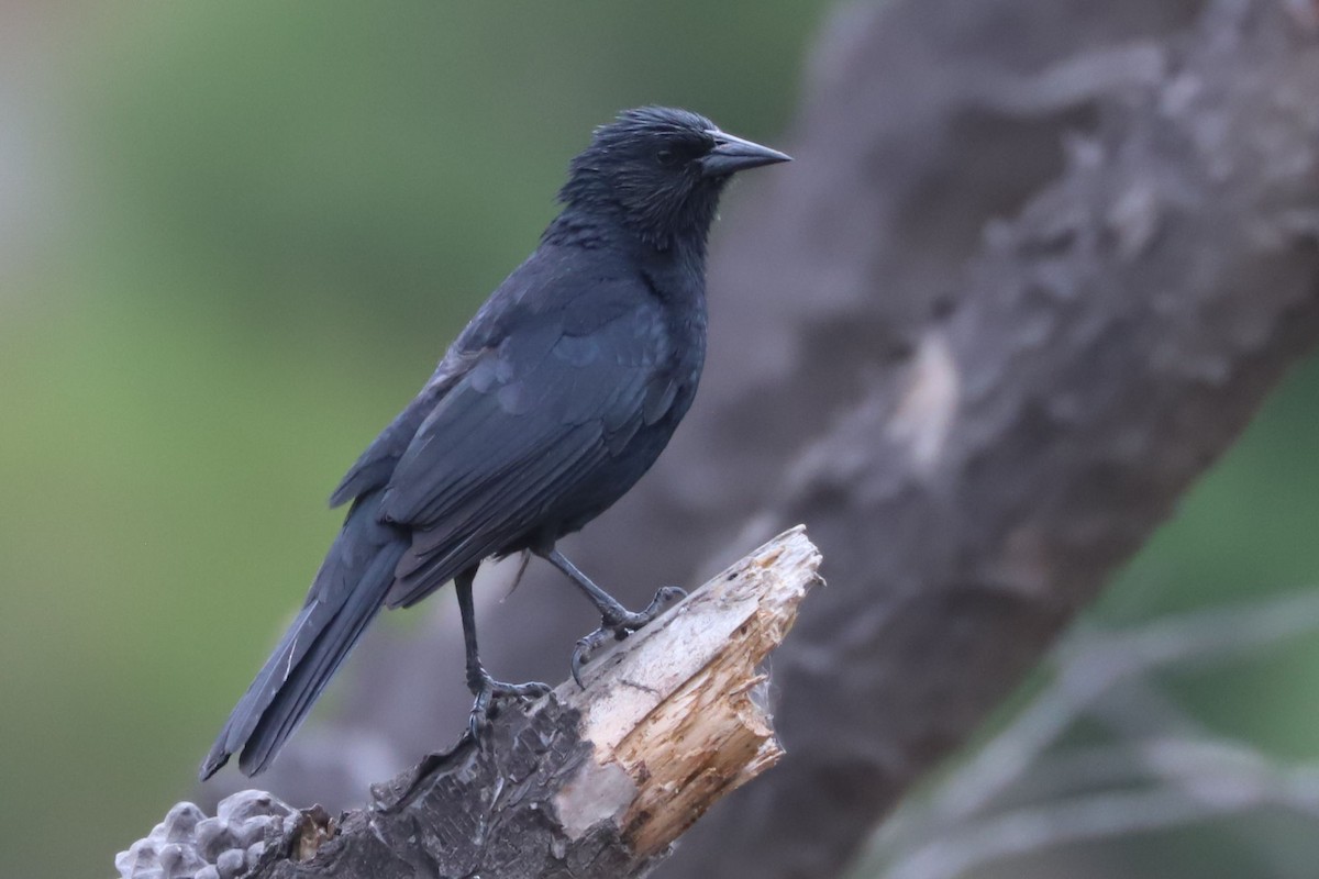 Austral Blackbird - ML645518012