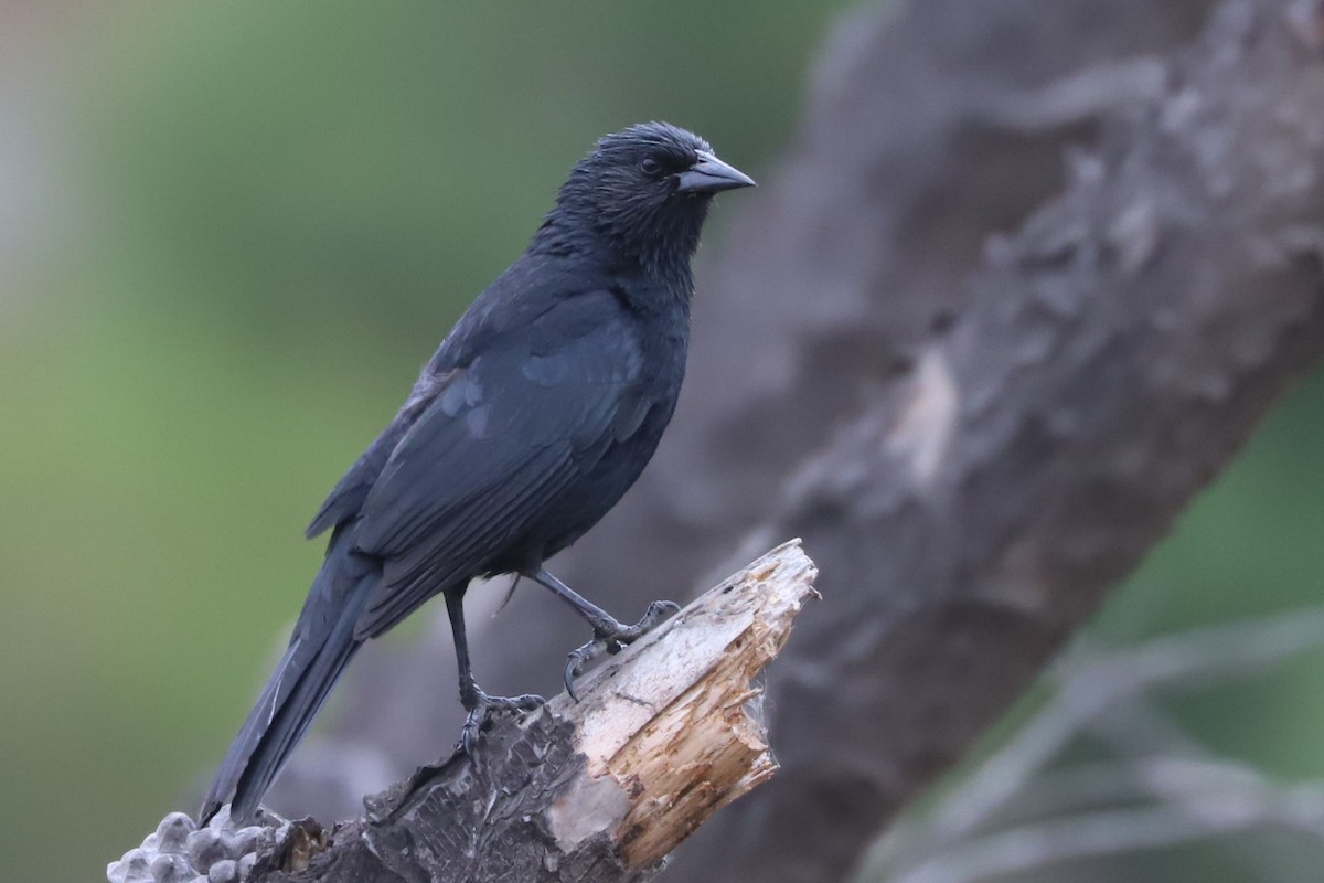 Austral Blackbird - ML645518013