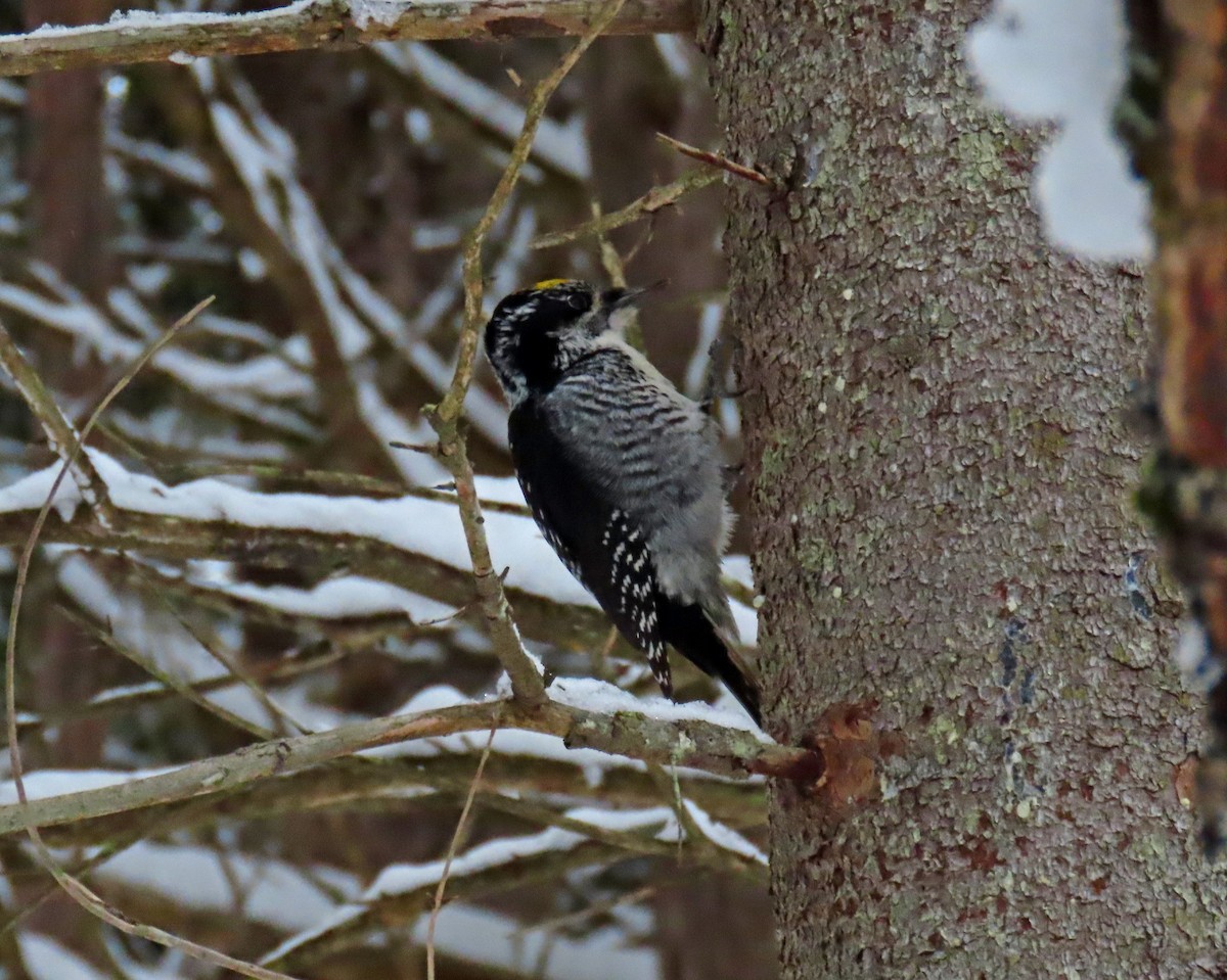 American Three-toed Woodpecker - ML645518018