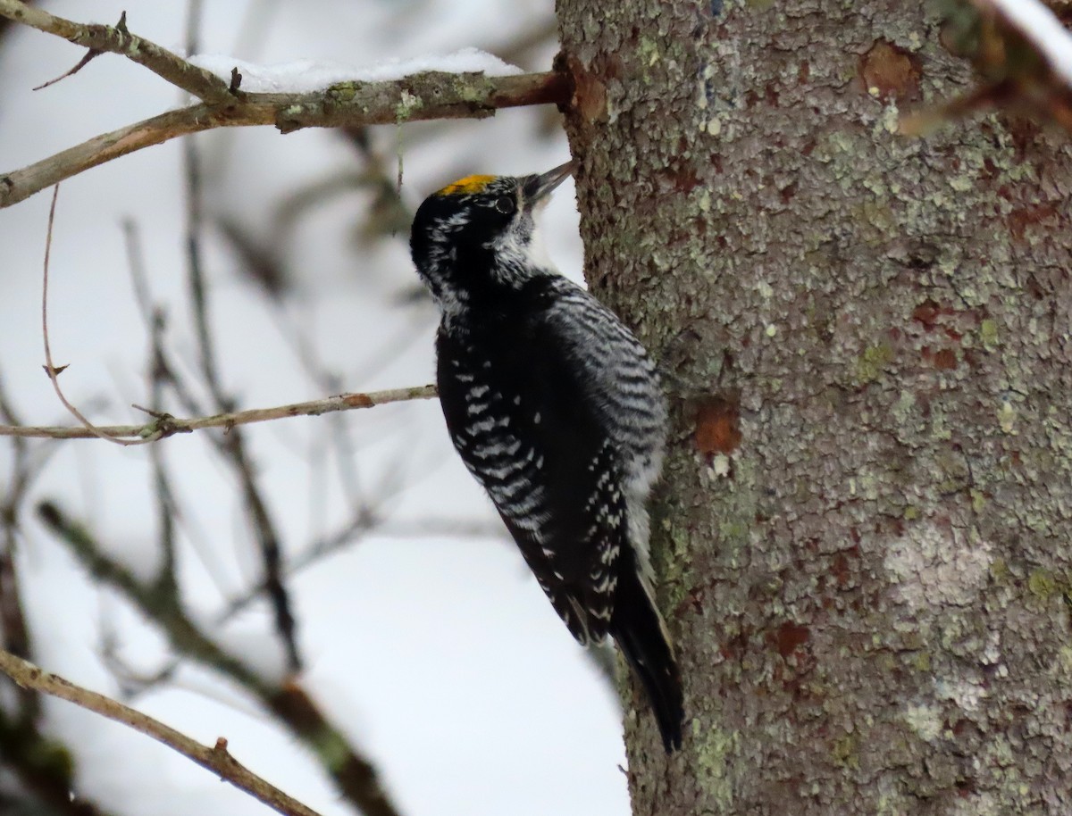 American Three-toed Woodpecker - ML645518019