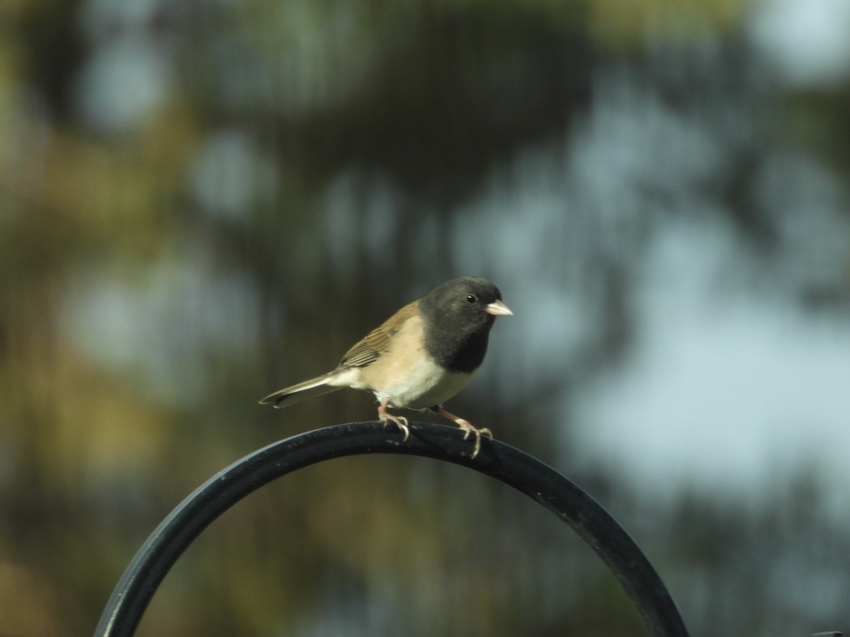 Dark-eyed Junco - ML645518022