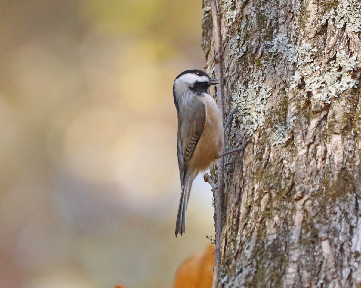 Carolina/Black-capped Chickadee - ML645518030