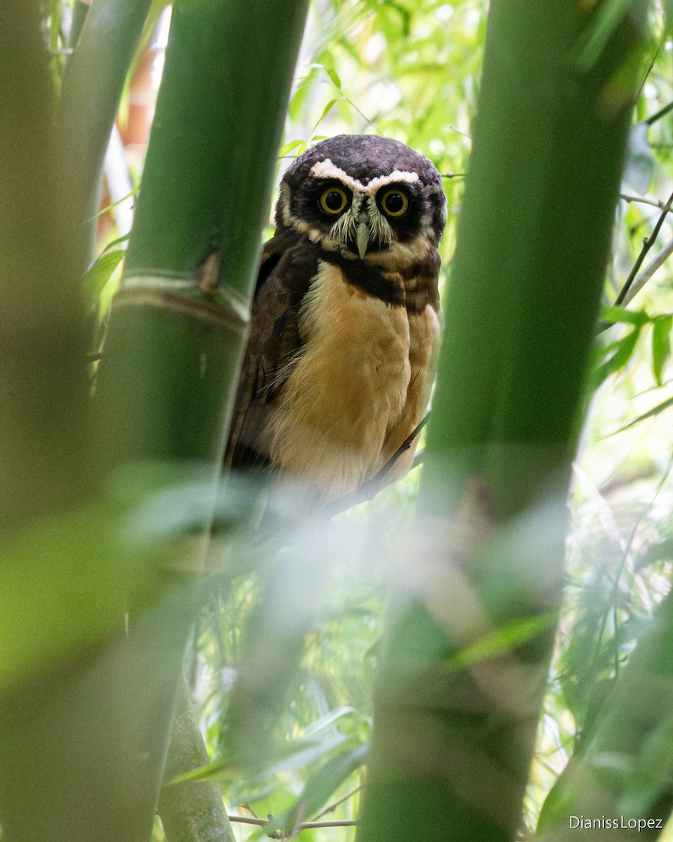Spectacled Owl - ML645518031
