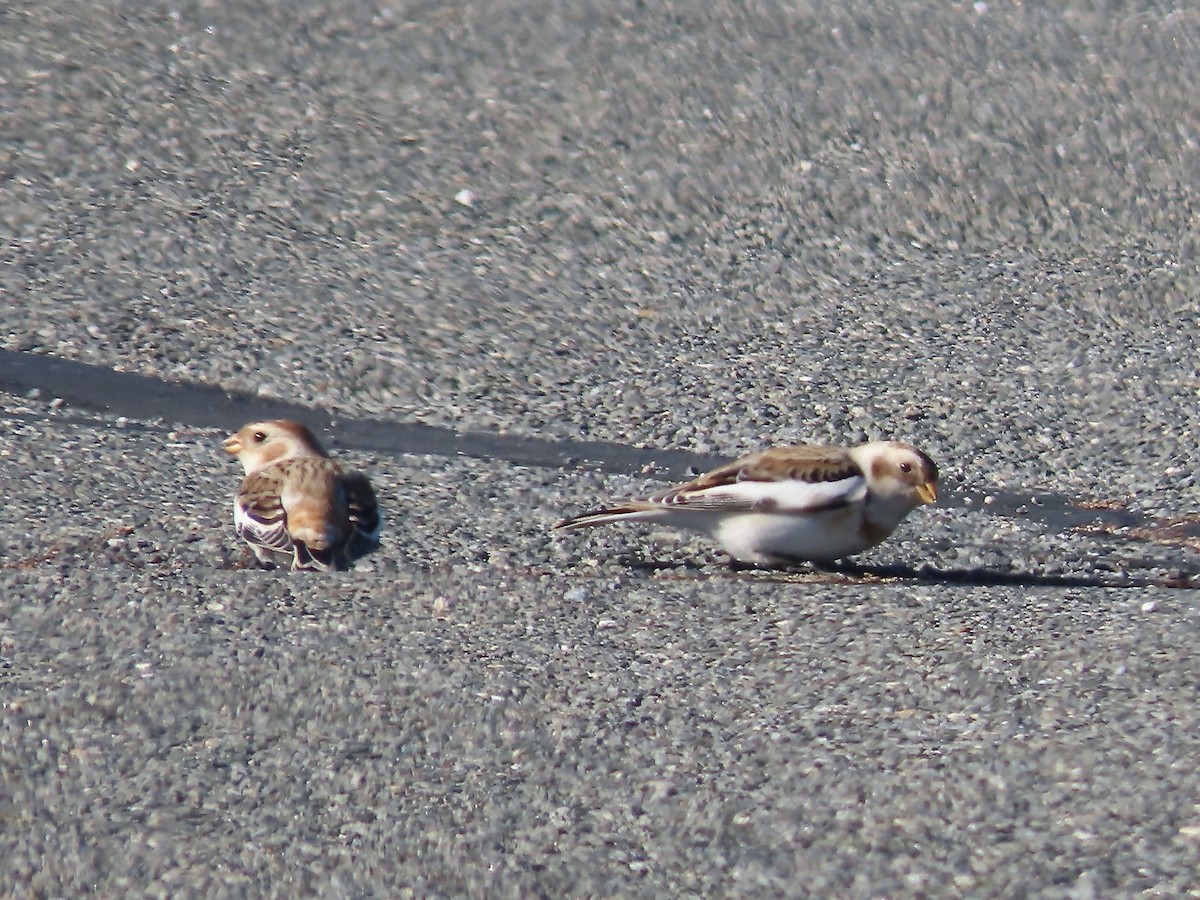 גיבתון שלג - ML645518033