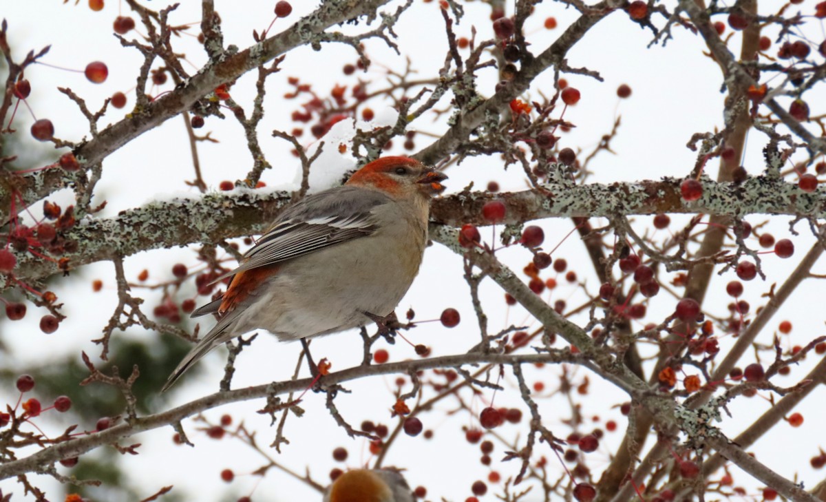 פתיאלי אורנים - ML645518034
