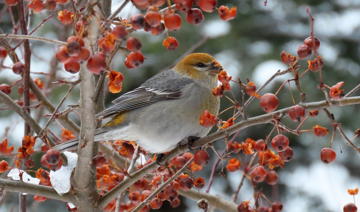 פתיאלי אורנים - ML645518035