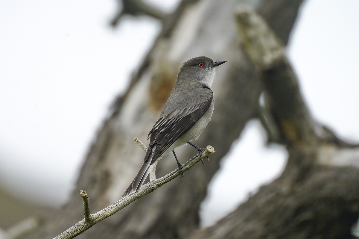 Fire-eyed Diucon - ML645518036