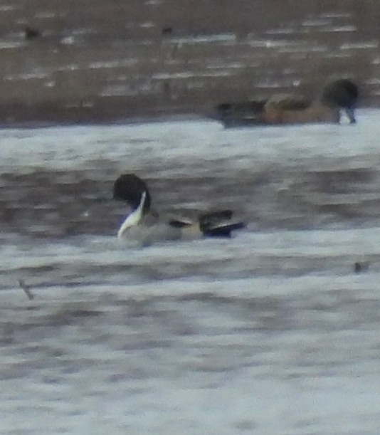 ברווז חד-זנב - ML645518037