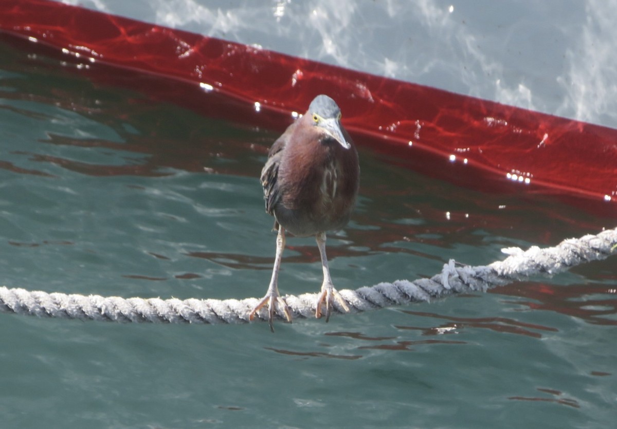 אנפית ירוקה - ML645518038