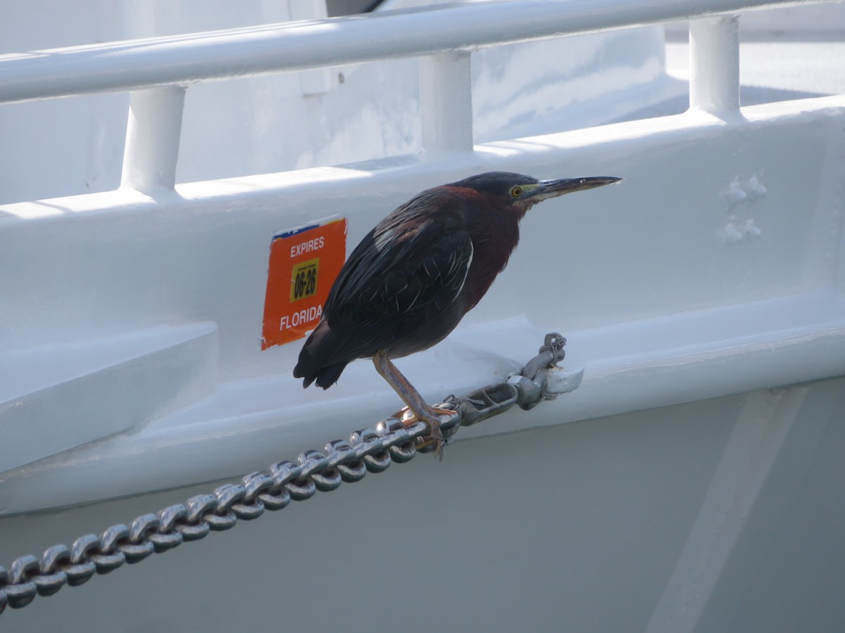 אנפית ירוקה - ML645518039