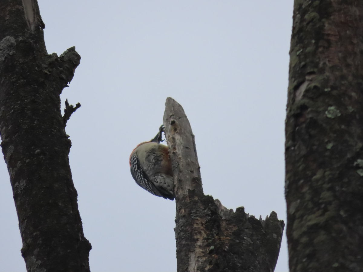 Red-bellied Woodpecker - ML645518040
