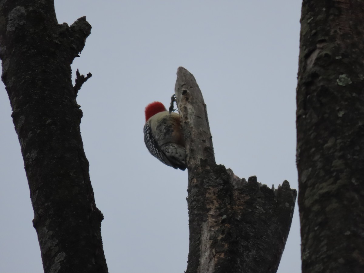 Red-bellied Woodpecker - ML645518041
