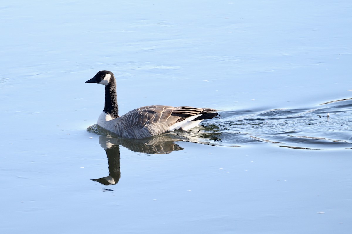 ברנטה קנדית - ML645518042