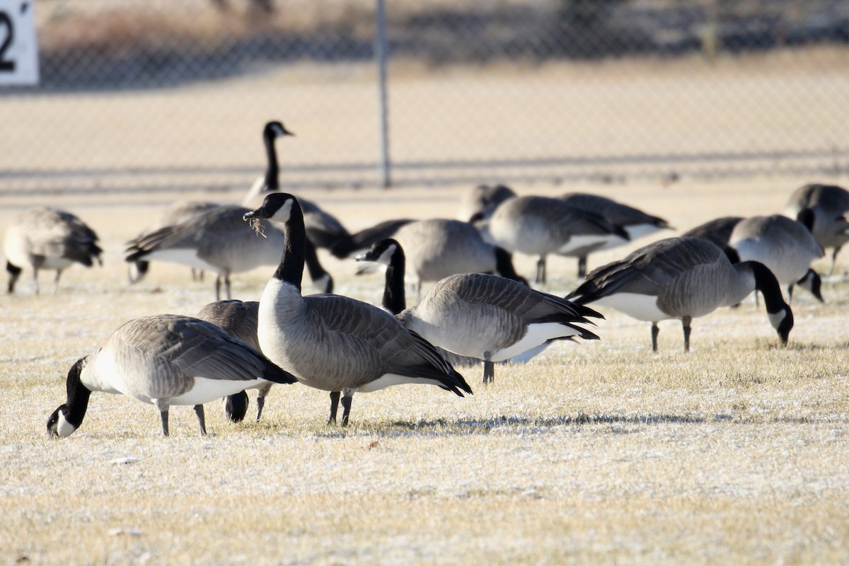 ברנטה קנדית - ML645518043
