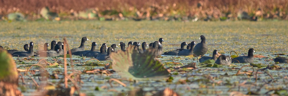 אגמית אמריקנית - ML645518044