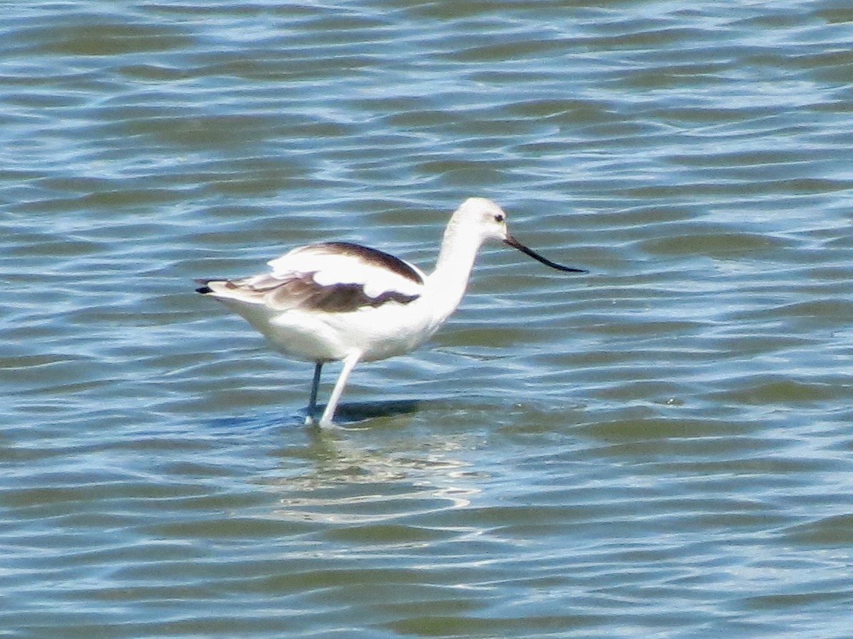 American Avocet - ML645518045
