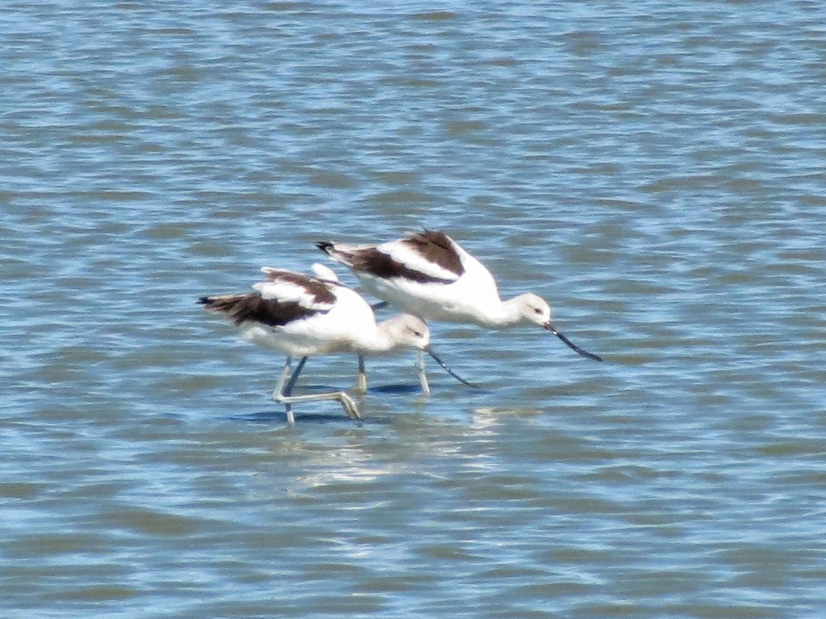 American Avocet - ML645518046