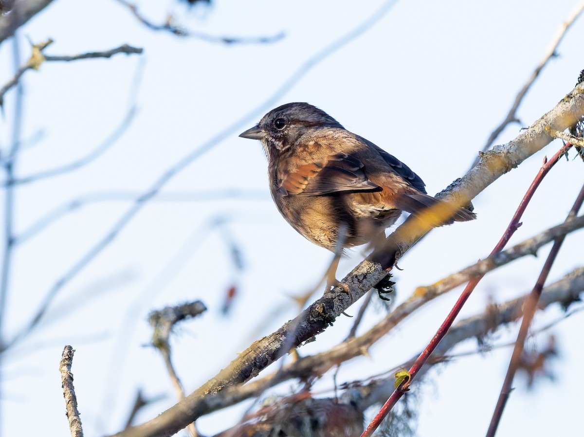 גיבתונית רוננת - ML645518047