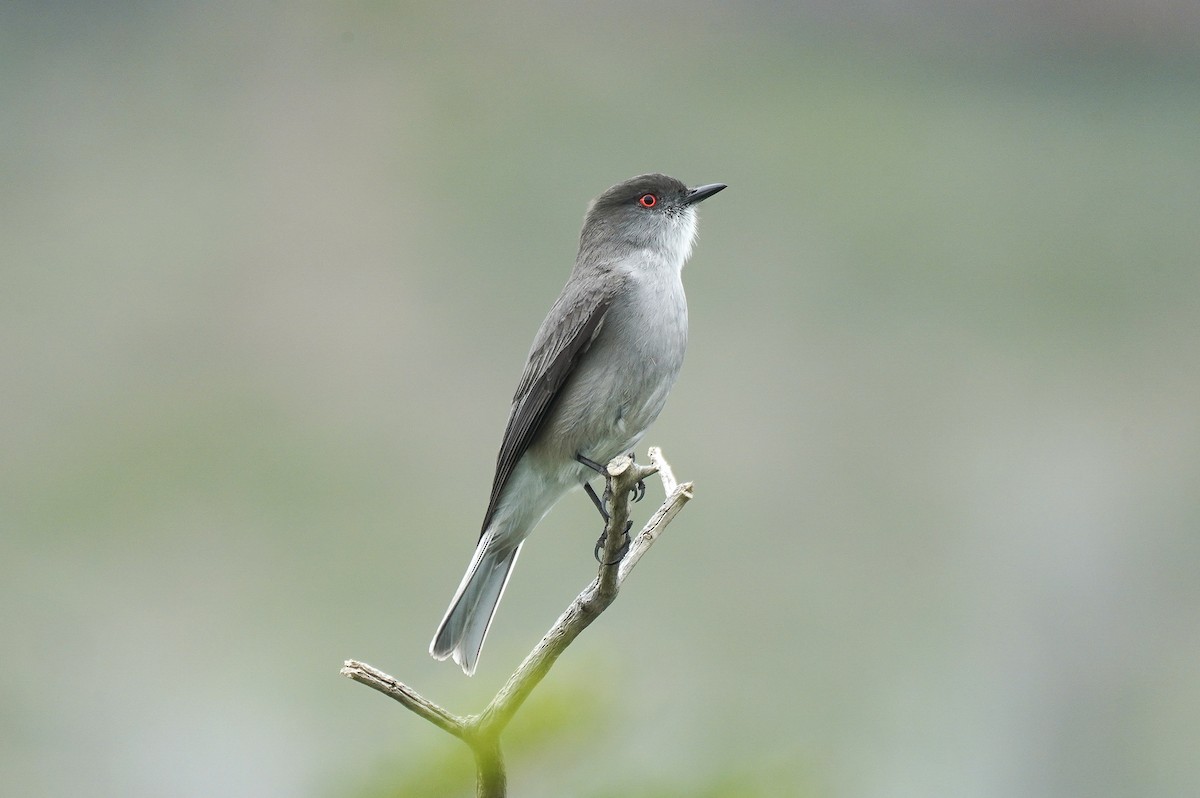 Fire-eyed Diucon - ML645518048