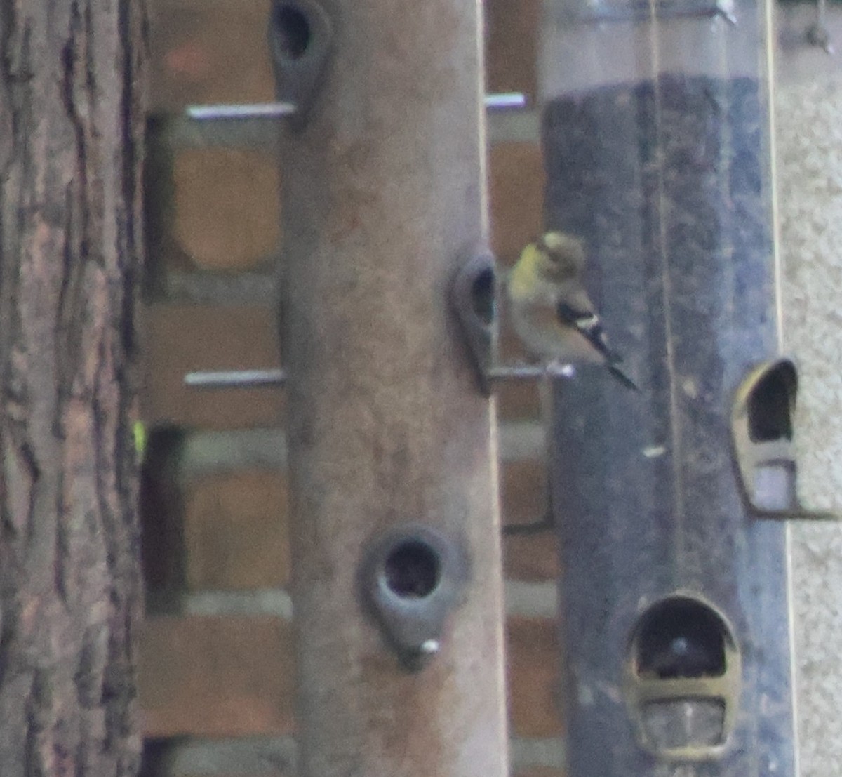 American Goldfinch - ML645518049