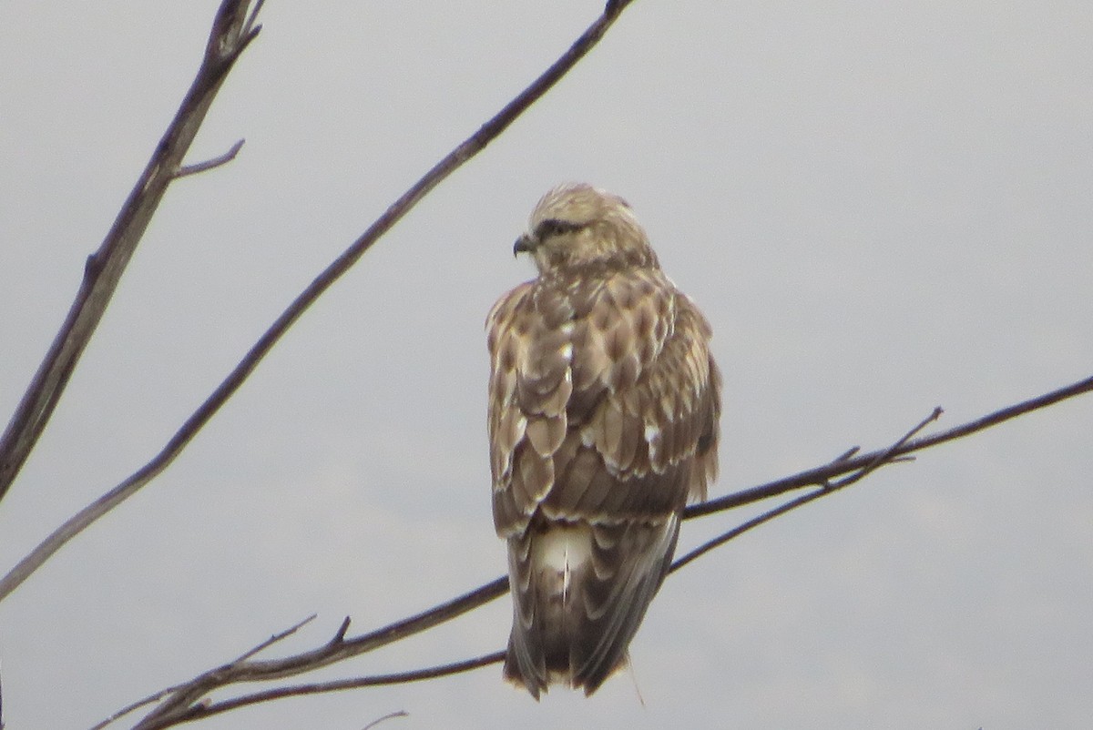 עקב מכנסיים - ML645518050
