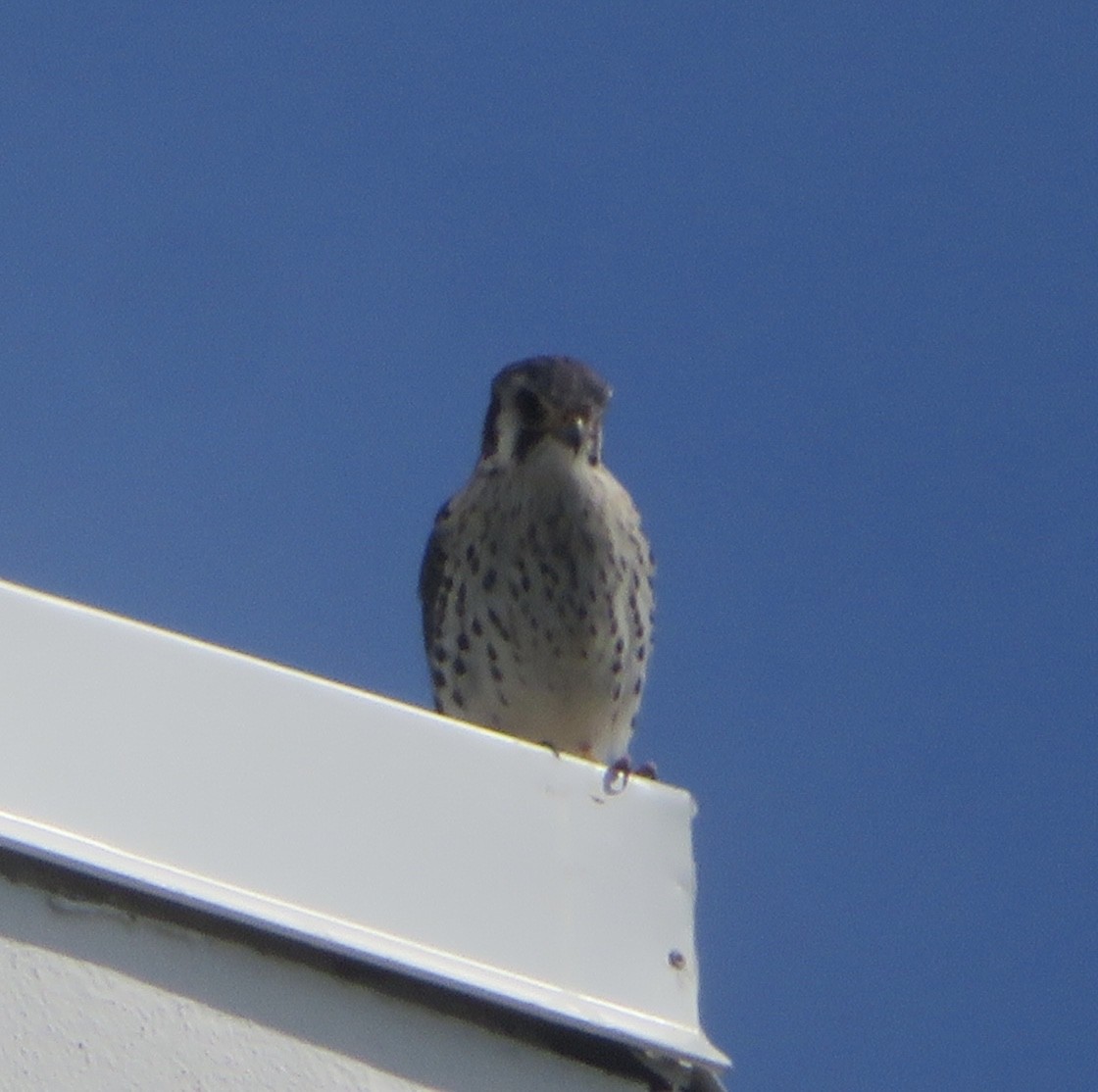 בז אמריקני - ML645518051