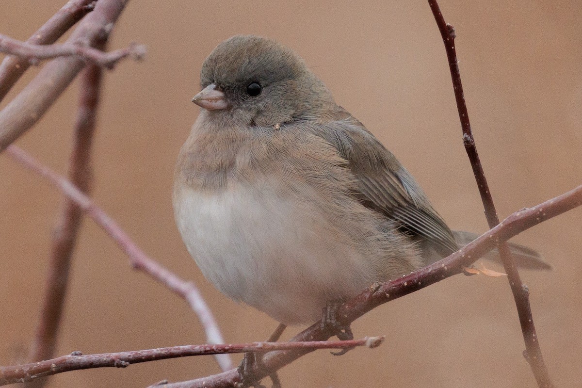 יונקו כהה-עין - ML645518052