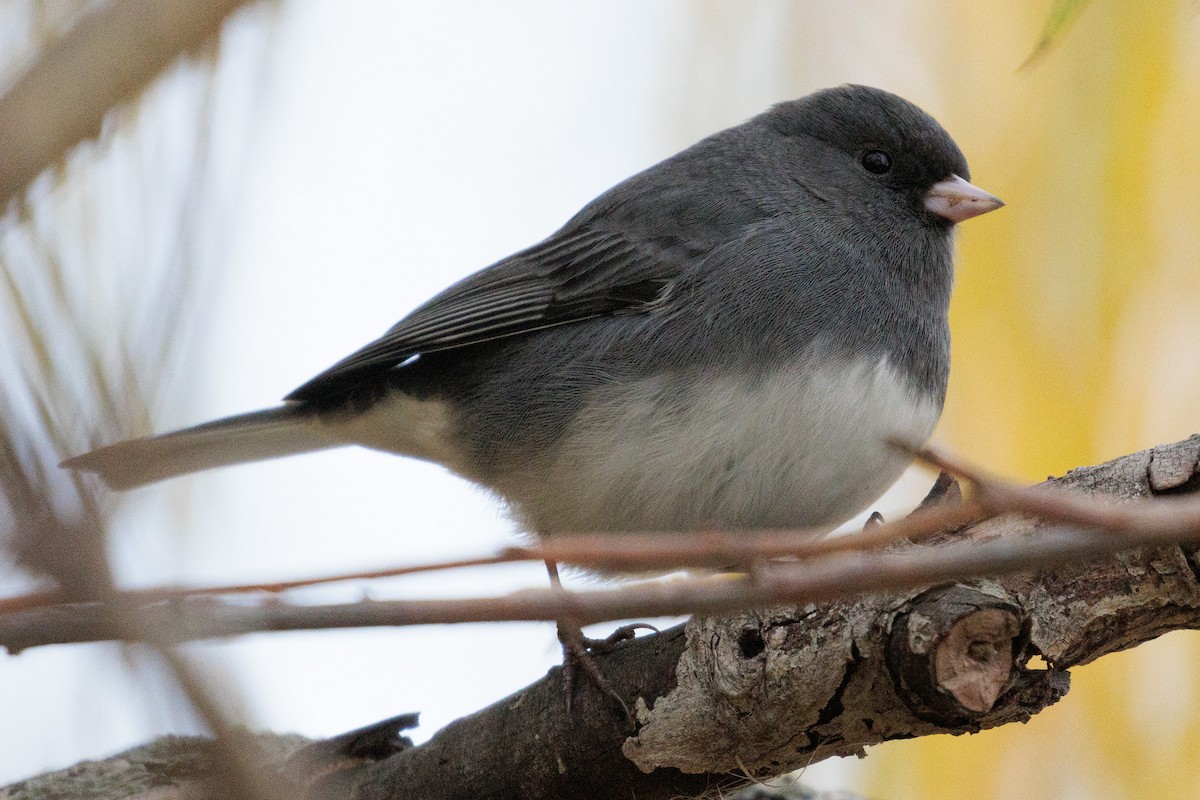 יונקו כהה-עין - ML645518053
