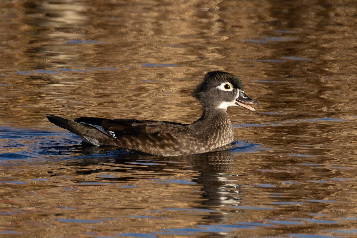 מנדרין אמריקני - ML645518054