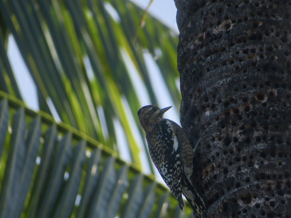 נקר צהוב-בטן - ML645518056