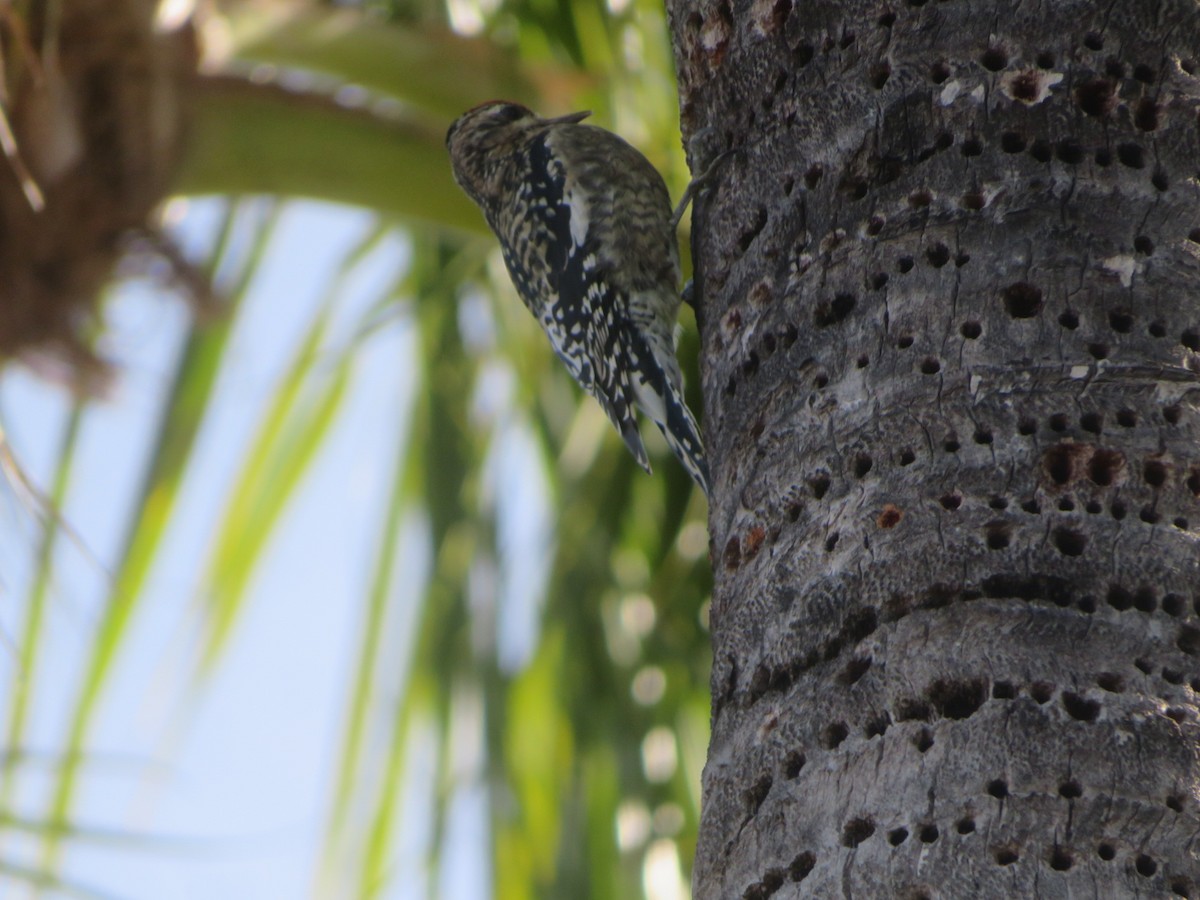 נקר צהוב-בטן - ML645518057