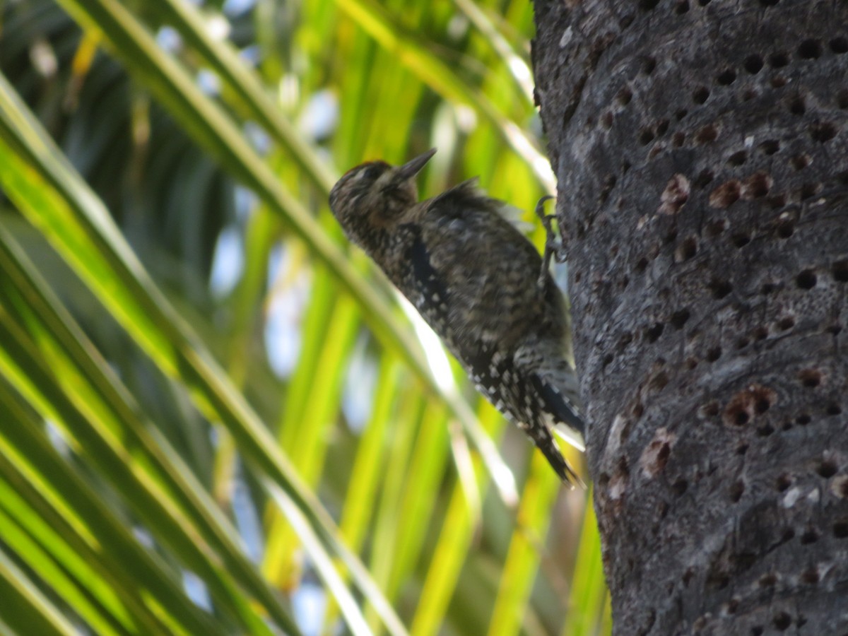 נקר צהוב-בטן - ML645518058